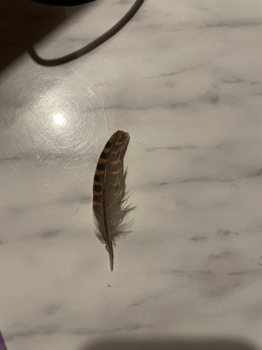 Plume de Bécasse des bois