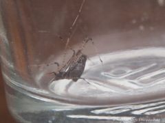 Argyrodes fissifrons