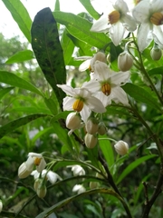 Solanum compressum