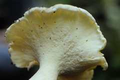 Albatrellus avellaneus