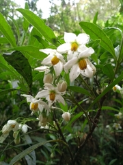 Solanum compressum