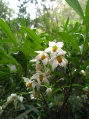 Solanum compressum