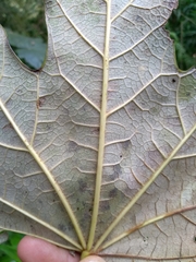 Oreopanax fulvus