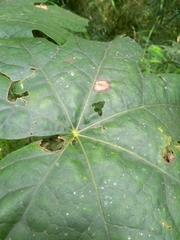 Oreopanax fulvus