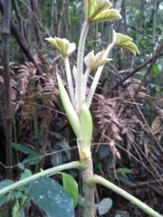 Oreopanax fulvus