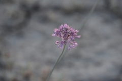 Allium pallasii