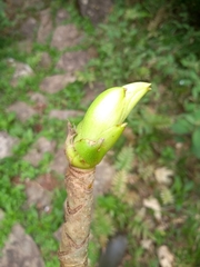Oreopanax fulvus