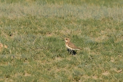 Charadrius leschenaultii