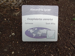 Encephalartos arenarius