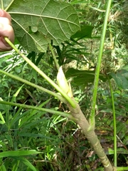 Oreopanax fulvus