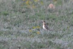 Charadrius asiaticus