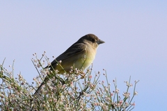 Emberiza bruniceps