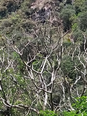 Oreopanax fulvus
