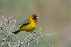 Emberiza bruniceps