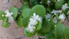 Eugenia capensis