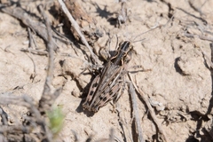 Notostaurus albicornis