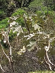 Oreopanax fulvus