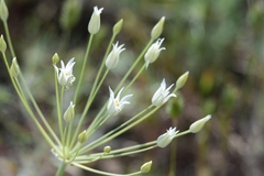 Allium iliense