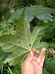 Oreopanax fulvus