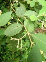 Solanum sanctaecatharinae
