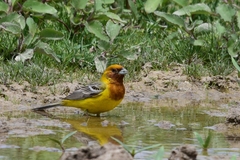 Emberiza bruniceps