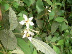 Solanum sanctaecatharinae