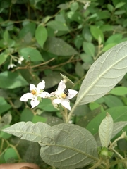 Solanum sanctaecatharinae