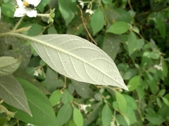 Solanum sanctaecatharinae