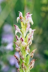 Anacamptis coriophora fragrans