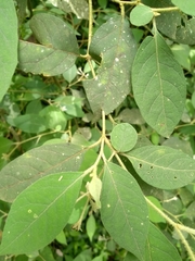 Solanum sanctaecatharinae