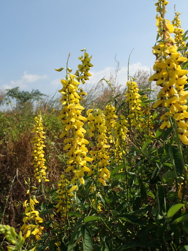 Crotalaria trichotoma