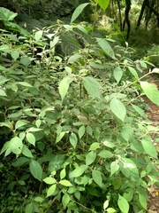 Solanum sanctaecatharinae