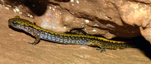 Dark-sided salamander