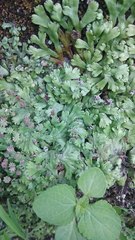 Marchantia emarginata