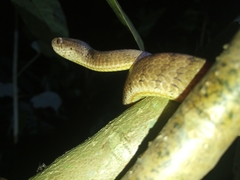 Pareas carinatus