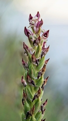 Anacamptis coriophora fragrans