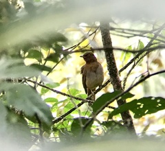 Cichlopsis leucogenys