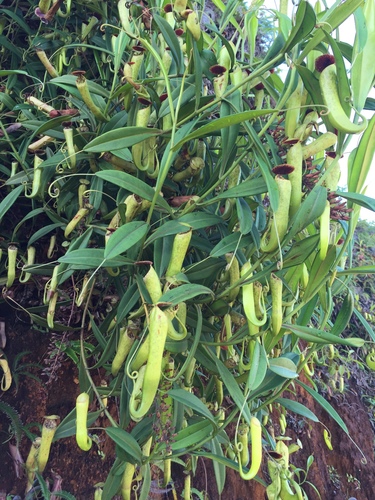 Nepenthes tomoriana Danser