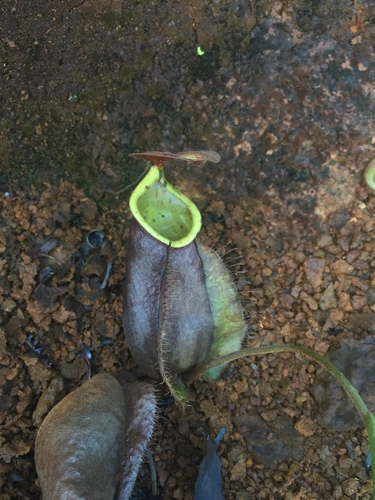 Nepenthes tomoriana Danser 2