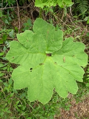Gunnera manicata