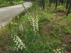 Baptisia alba macrophylla