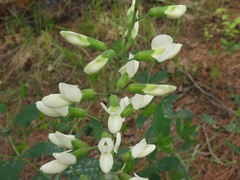 Baptisia alba macrophylla