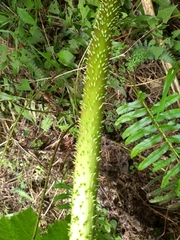 Gunnera manicata