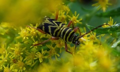 Megacyllene robiniae