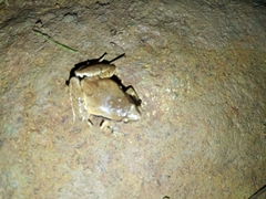 Microhyla achatina