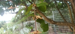Lorantheae