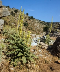 Verbascum macrurum