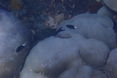 Pycnochromis margaritifer