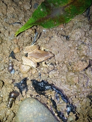 Microhyla achatina