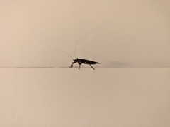 Ensifera